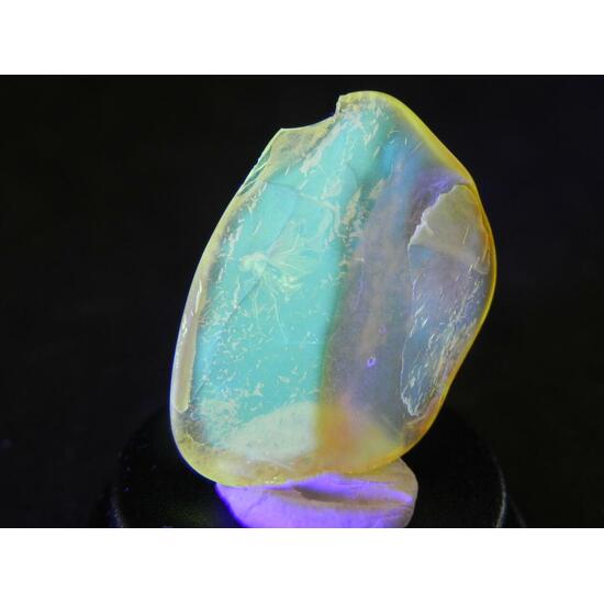 Amber With Inclusions