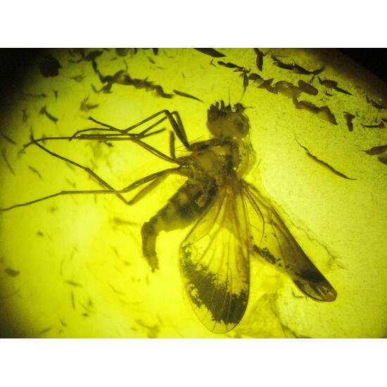 Amber With Inclusions