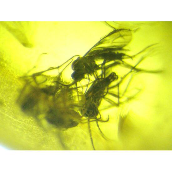 Amber With Inclusions