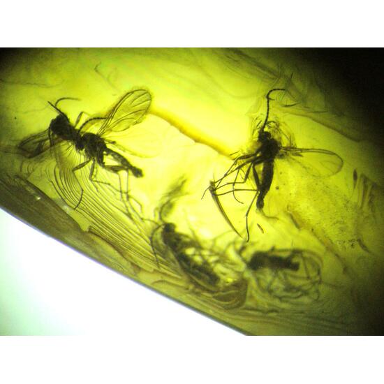 Amber With Inclusions