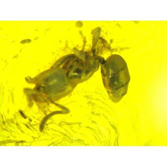 Amber With Inclusions