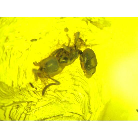 Amber With Inclusions