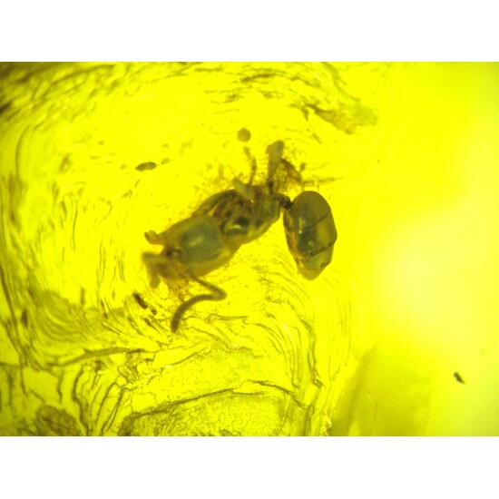 Amber With Inclusions