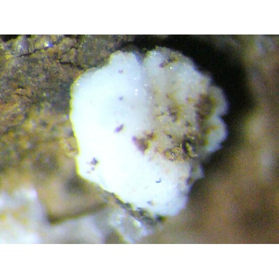 Zaccagnaite Blatonite & Gypsum