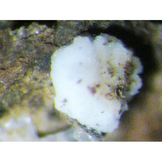 Zaccagnaite Blatonite & Gypsum