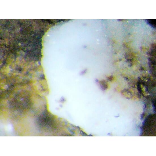 Zaccagnaite Blatonite & Gypsum