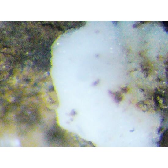 Zaccagnaite Blatonite & Gypsum