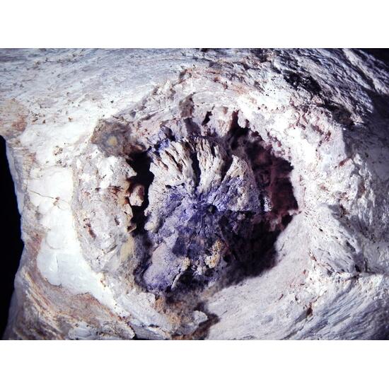 Fluorite & Quartz Psm Petrified Wood