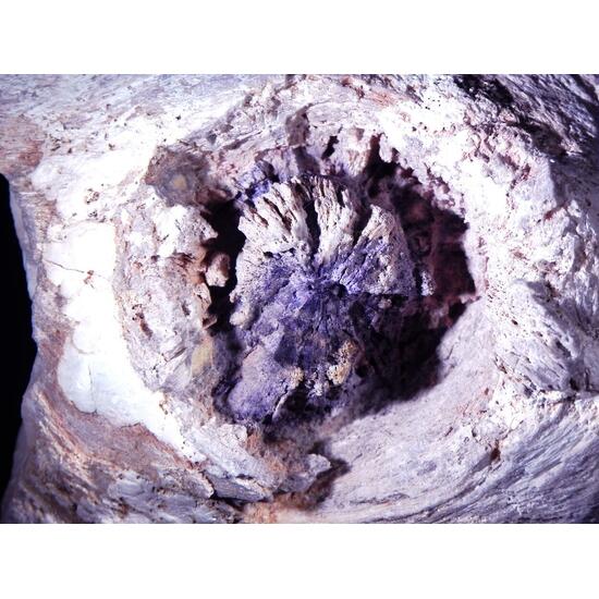 Fluorite & Quartz Psm Petrified Wood