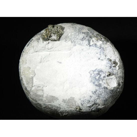 Fossil Sea Urchin With Pyrite