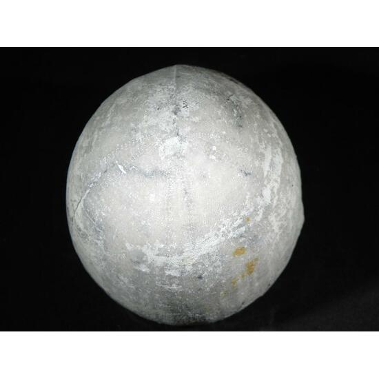 Fossil Sea Urchin With Pyrite