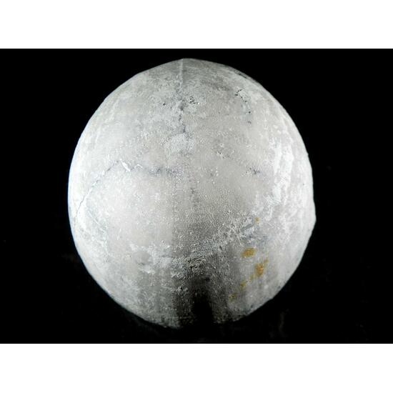 Fossil Sea Urchin With Pyrite