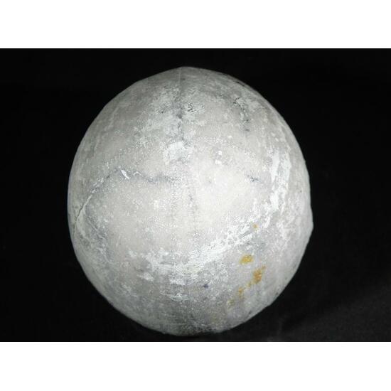 Fossil Sea Urchin With Pyrite