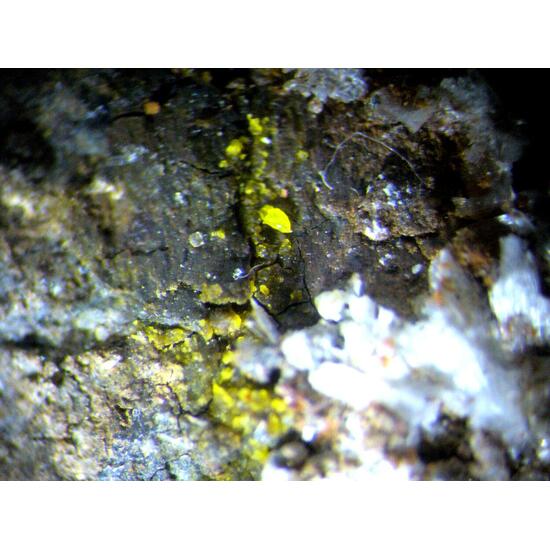 Zaccagnaite Blatonite & Gypsum