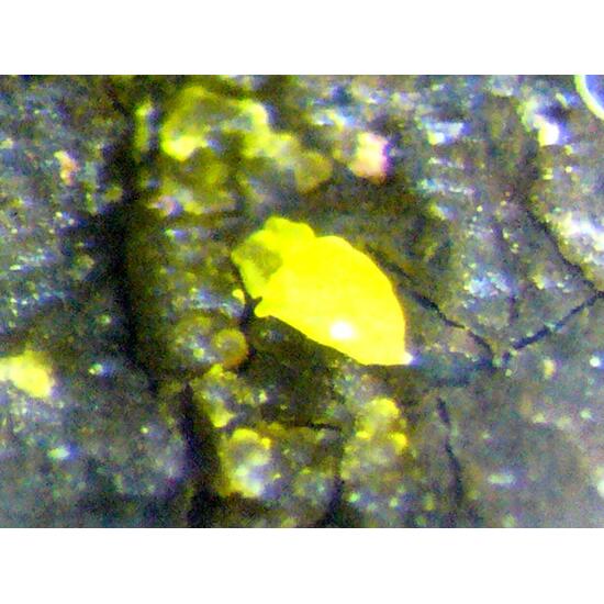 Zaccagnaite Blatonite & Gypsum