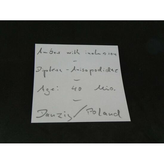 Amber With Inclusions