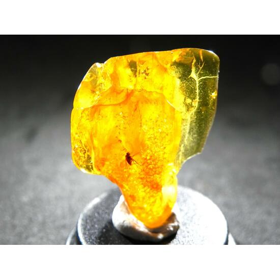 Amber With Inclusions