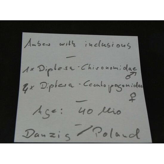 Amber With Inclusions