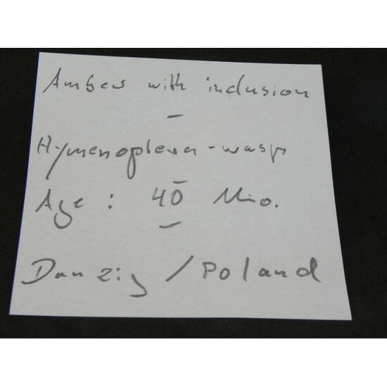 Amber With Inclusions