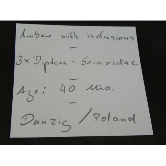 Amber With Inclusions