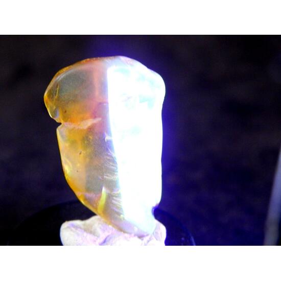 Amber With Inclusions