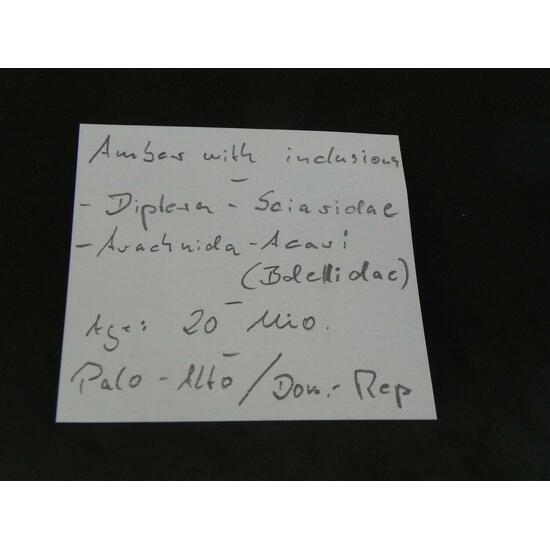 Amber With Inclusions