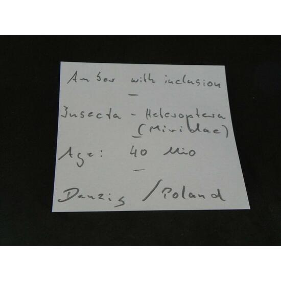 Amber With Inclusions