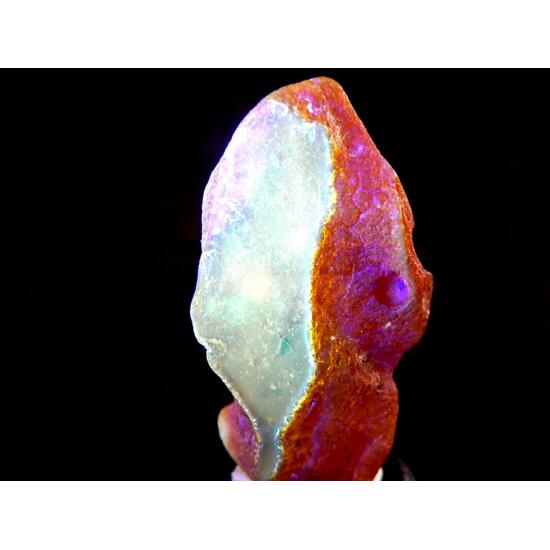 Amber With Inclusions