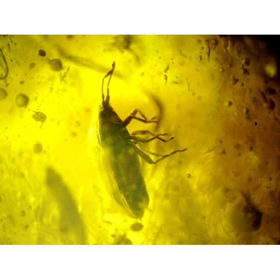 Amber With Inclusions