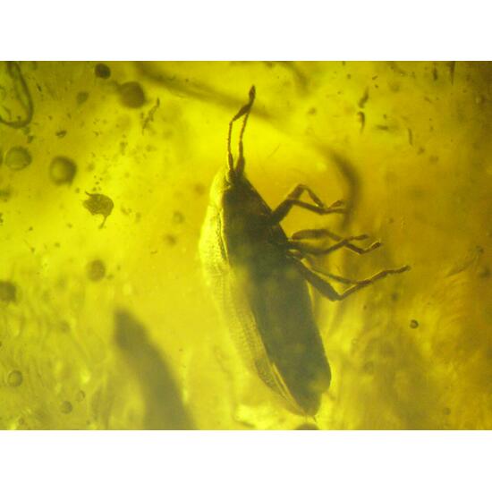 Amber With Inclusions