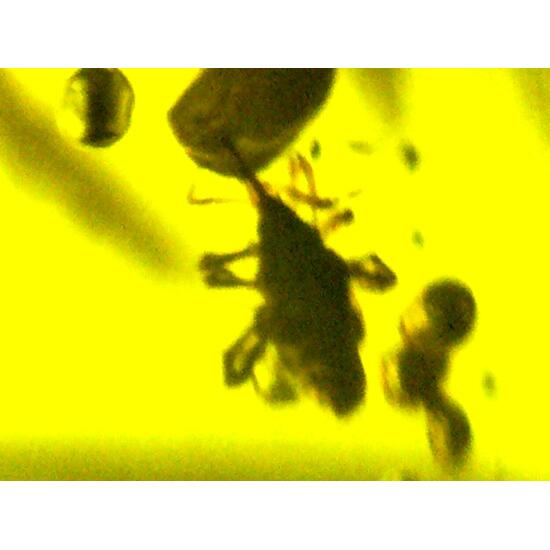 Amber With Inclusions