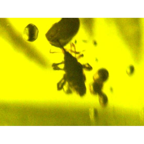 Amber With Inclusions