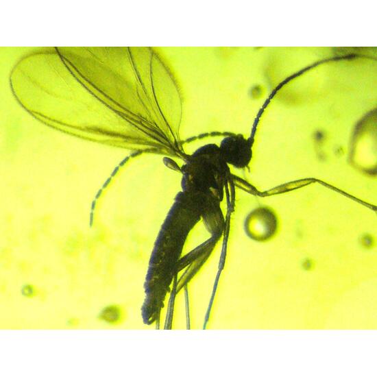 Amber With Inclusions