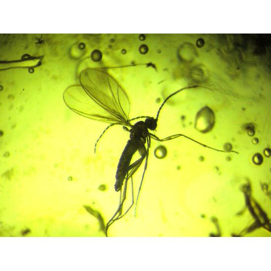 Amber With Inclusions