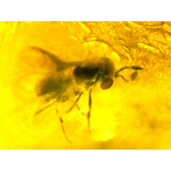 Amber With Inclusions