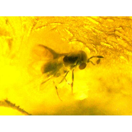 Amber With Inclusions