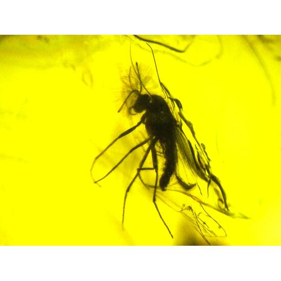 Amber With Inclusions