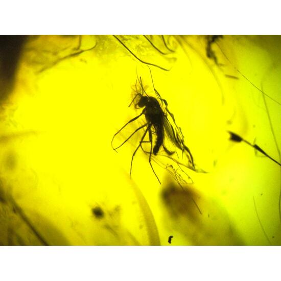 Amber With Inclusions