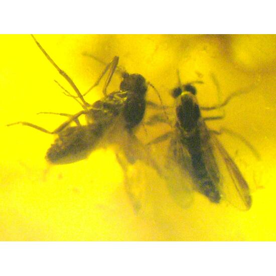 Amber With Inclusions