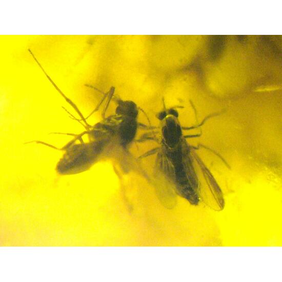 Amber With Inclusions