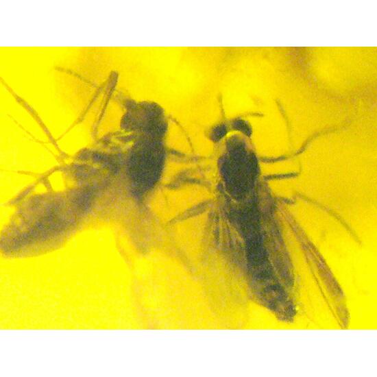 Amber With Inclusions