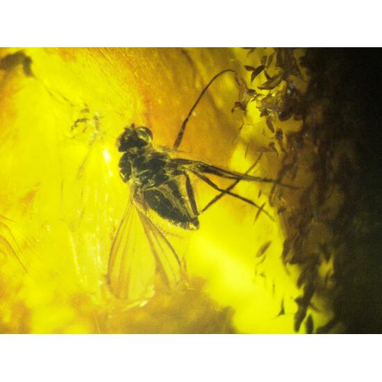 Amber With Inclusions