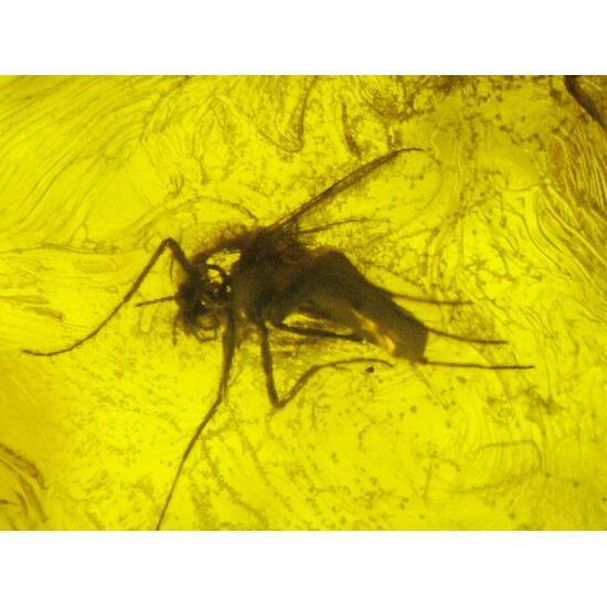 Amber With Inclusions