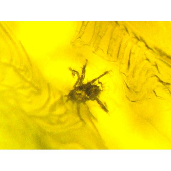 Amber With Inclusions