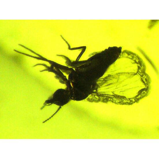 Amber With Inclusions