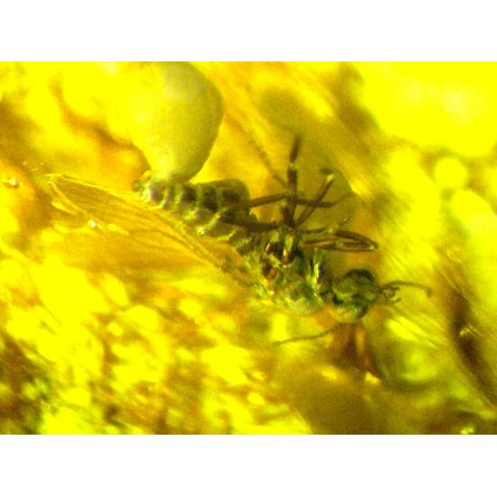 Amber With Inclusions