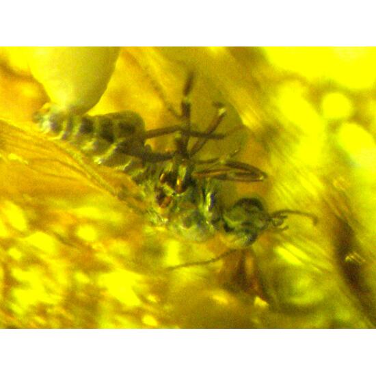 Amber With Inclusions