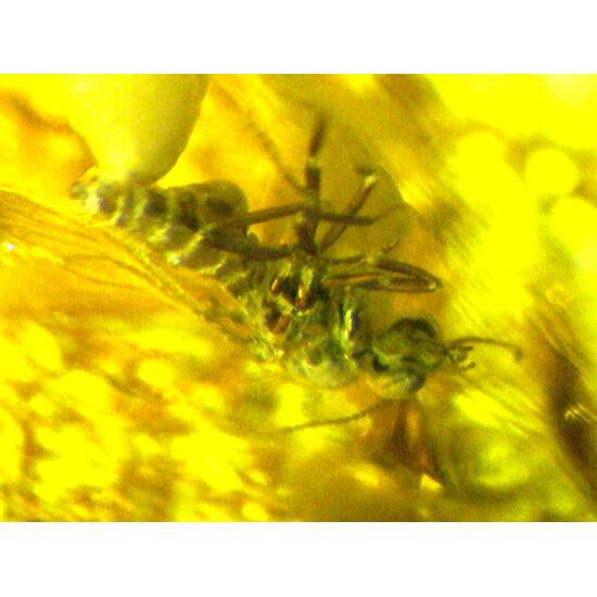 Amber With Inclusions