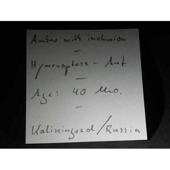 Amber With Inclusions