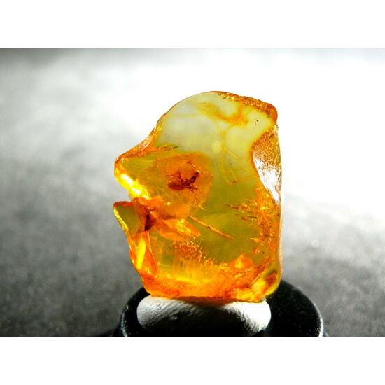 Amber With Inclusions
